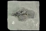 Crinoid (Platycrinites) Fossil - Crawfordsville, Indiana #125896-1
